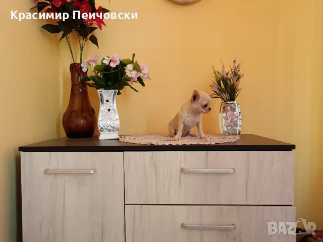 женско чихуахуа. 