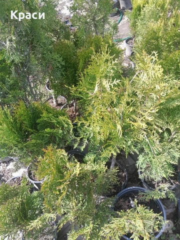 Туя смарагд., снимка 3 - Градински цветя и растения - 54228089