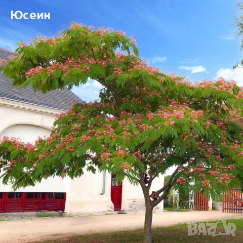 Фиданки от Албиция , снимка 2 - Градински цветя и растения - 51598315