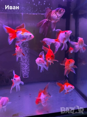 Златни рибки Оранда 