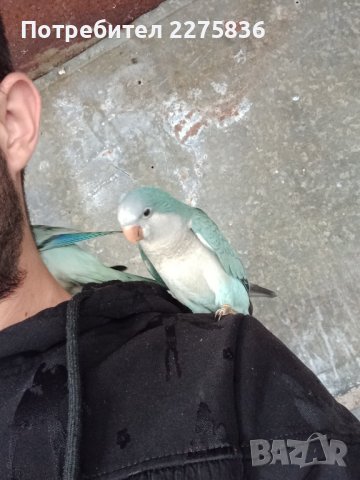 Монашески Папагалчета (монах), снимка 14 - Папагали - 37902418