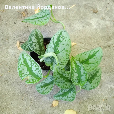 разкошни растения каскадни , снимка 2 - Стайни растения - 55754333