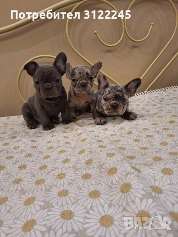 Продавам чистокръвни френски булдоци , снимка 5 - Френски булдог - 52619649