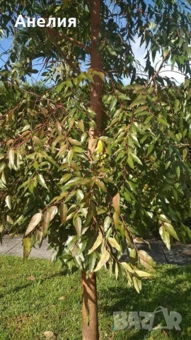 Syzignum jambos розова тропическа ябълка , снимка 2 - Стайни растения - 53333506