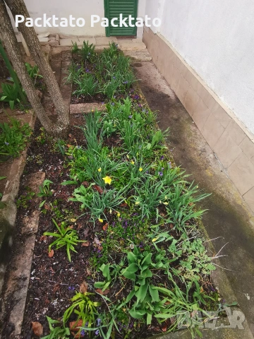 Вила/къща на 13км от Пловдив , снимка 15 - Къщи - 53895831