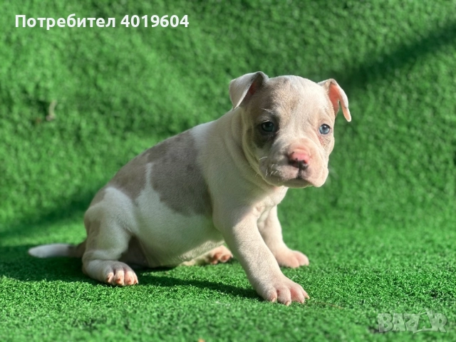 Американско були покет мерле, снимка 5 - Други - 52792170