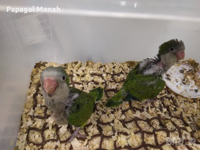 Ръчно хранени папагали Монах, снимка 3 - Папагали - 40634171