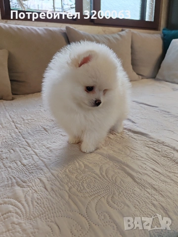 Померан мъжко , снимка 14 - Померан - 53950897