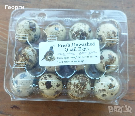 Пъдпъдъци , снимка 1