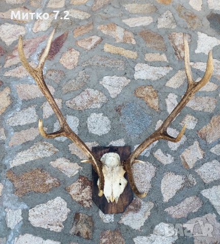 Трофей от  благороден елен , снимка 5 - Декорация за дома - 33881786