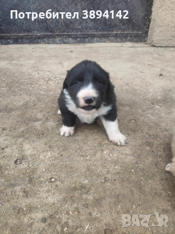 каракачански кученца , снимка 3 - Други - 52112803