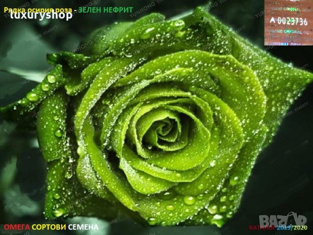 Рядък сорт семена на зелена, роза, " Нефрит " "Rare, Rose, Seeds, 25/