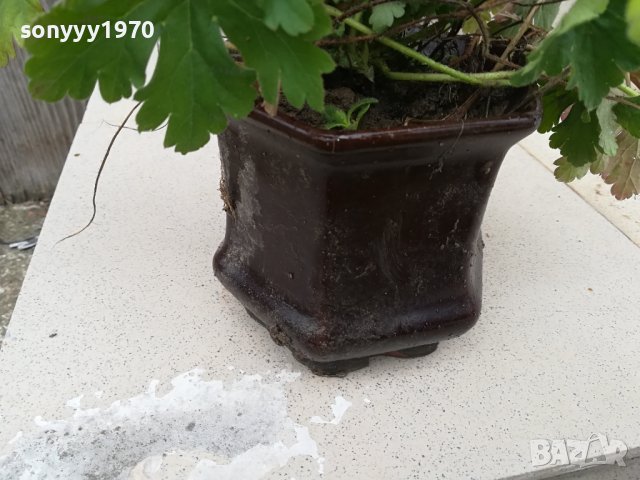 здравец в саксия с почва 2702241606, снимка 9 - Градински цветя и растения - 44495750