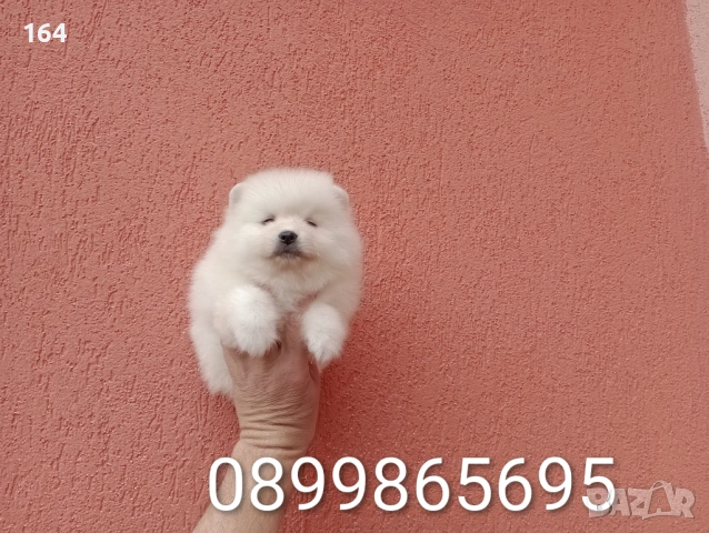 Бели Померани. Реални снимки от 06.04.26 г. , снимка 7 - Померан - 54112405