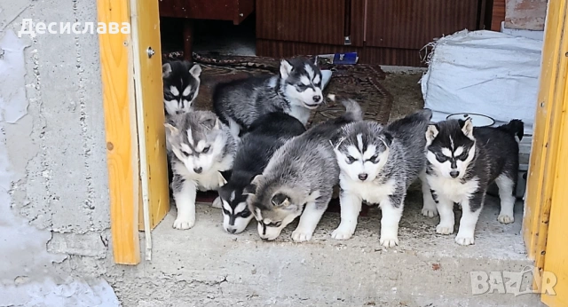  Хъски, снимка 15 - Хъски - 54180286