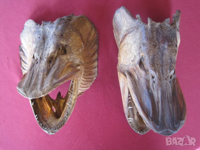 Рога от бик, рог, зъби от динозавър, акула, глави щука, вкаменелости, сепийна кост, снимка 6 - Други ценни предмети - 12885942
