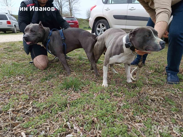 Синьо питбулче, момиченце , снимка 4 - Питбул - 52681967
