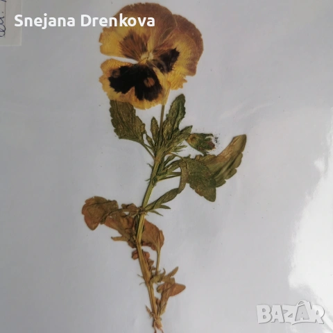 Систематичен хербарий, снимка 6 - Ученически пособия, канцеларски материали - 54219500