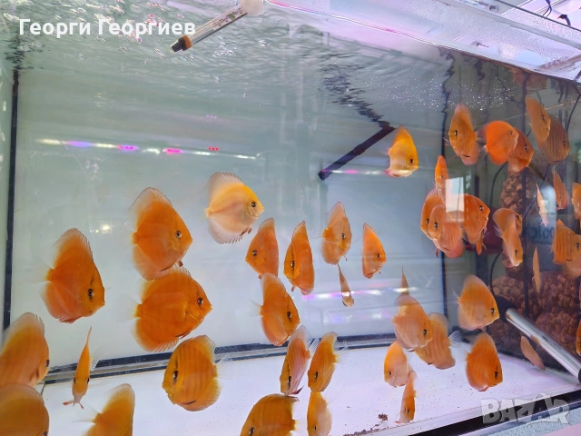 Дискуси, снимка 5 - Рибки - 51439805