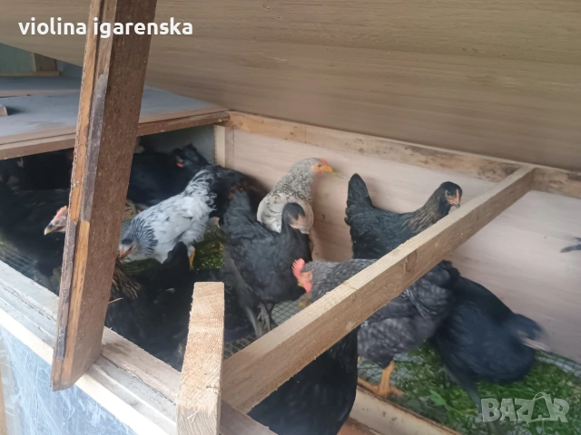ярки и пилета , снимка 2 - Кокошки и пуйки - 54261403