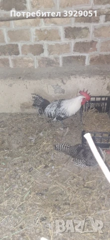 Продавам петел Сребърен Бракел, снимка 1