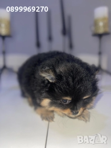 ПРОДАВАМ ПОМЕРАНЧЕТА, снимка 6 - Померан - 52582193