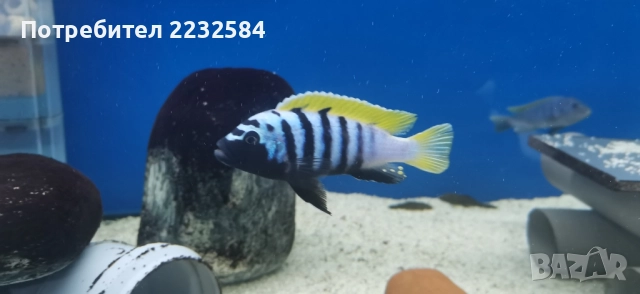 Рибки Африкански цихлиди, снимка 4 - Рибки - 32985031