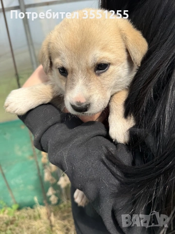 Подаряват се , снимка 14 - Други - 54173017