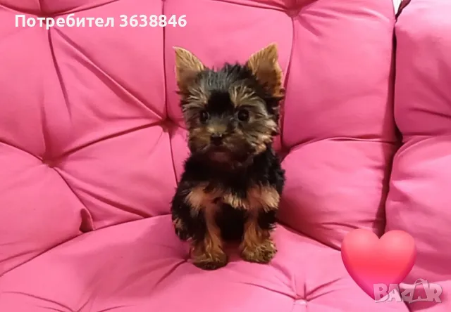 Мини йорки, снимка 4 - Йоркширски териер - 50403358