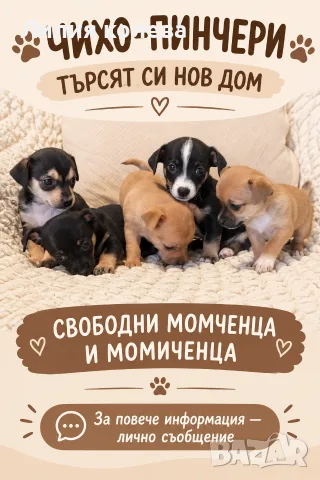 чихопинчер готови за новите си семейства родени на 27 .08