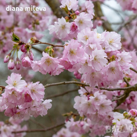 Японска Вишна, Prunus Accolade, снимка 3 - Градински цветя и растения - 54116099