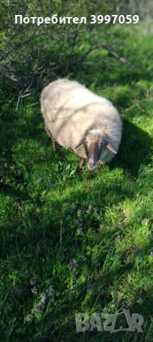 продавам 3 броя мъжки шилета, снимка 7 - Овце - 54127212