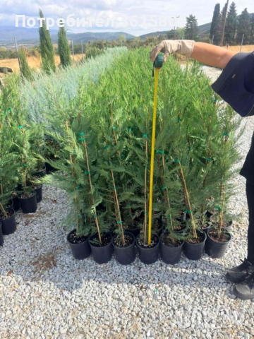 лавровишна 4лв, снимка 7 - Градински цветя и растения - 50394939