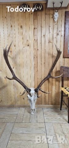 Трофей от благороден елен 