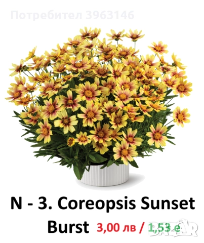 ГРАДИНСКИ Многогодишни Цветя..., снимка 4 - Градински цветя и растения - 51078747