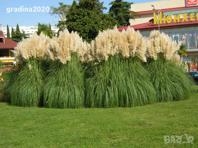 Кортадерия- Пампаска трева ПРИ ПОКУПКА НА 3 БРОЯ 1 БРОЙ ПОДАРЪК, снимка 4 - Градински цветя и растения - 27388242