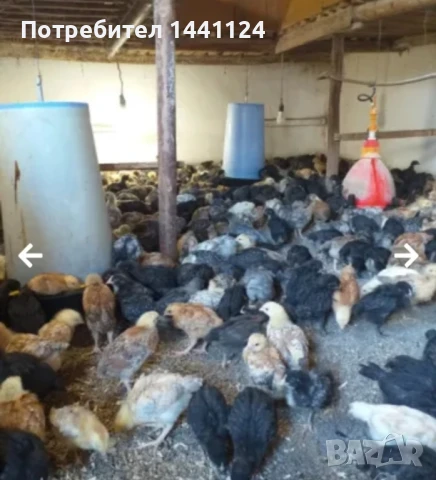 Пилета на един месец 