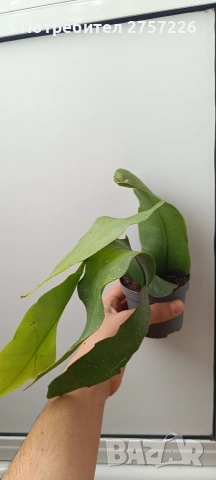 Epiphillym oxypetalum, снимка 3 - Стайни растения - 54187753