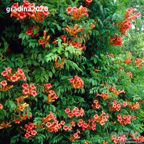 ТЕКОМА - КАМПСИС, снимка 8 - Градински цветя и растения - 30168153