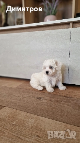 продавам малтийски болонки едно момченце с първа ваксина двапъти обезпаразитено , снимка 3 - Болонка - 52708791