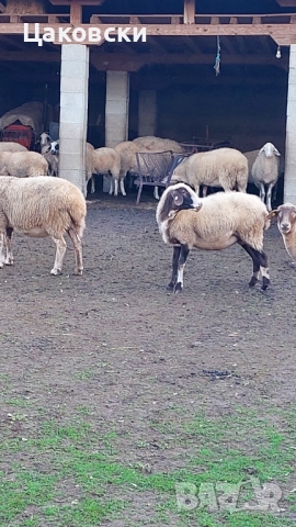  Заплодени овце