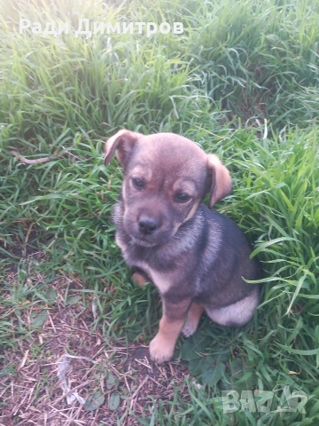 ПОДАРЯВАМ КУЧЕНЦА, снимка 12 - Други - 54158083