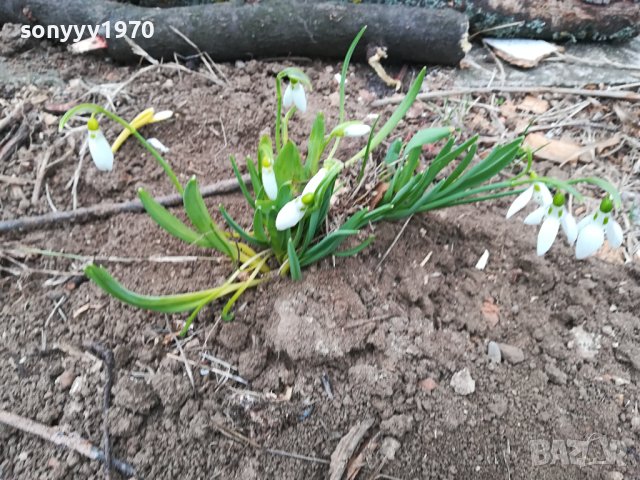 БГ КОКИЧЕ ГРЪМ В САКСИЯ 2 ЛИТРА С ЛУКОВИЦИ И ПОЧВА 1902241628, снимка 11 - Градински цветя и растения - 44370659