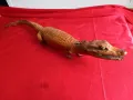 Препариран КРОКОДИЛ, Кайман, снимка 1