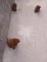 Tyi Mini Pydel Sladyri, снимка 1
