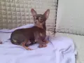Раковски много сладки мъничета, снимка 3