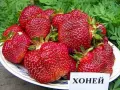 расад ягоди и малини, снимка 5