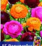 ЛУКОВИЦИ Ирис, Анемоне, Ранункулус, Минзухар, снимка 18