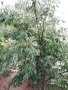 Продавам фиданки от медоносното дърво на пчеларя Еводия Даниели разсад дръвчета Еводиа за медосбор, снимка 9