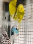 Продавам различни видове папагали, снимка 3